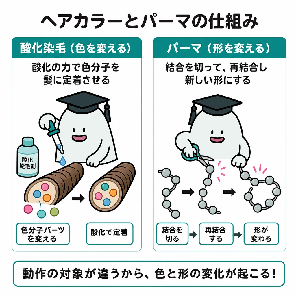 エルくんが説明する図解。色を変える酸化染毛と、結合を切り再結合するパーマを別図で比較。
