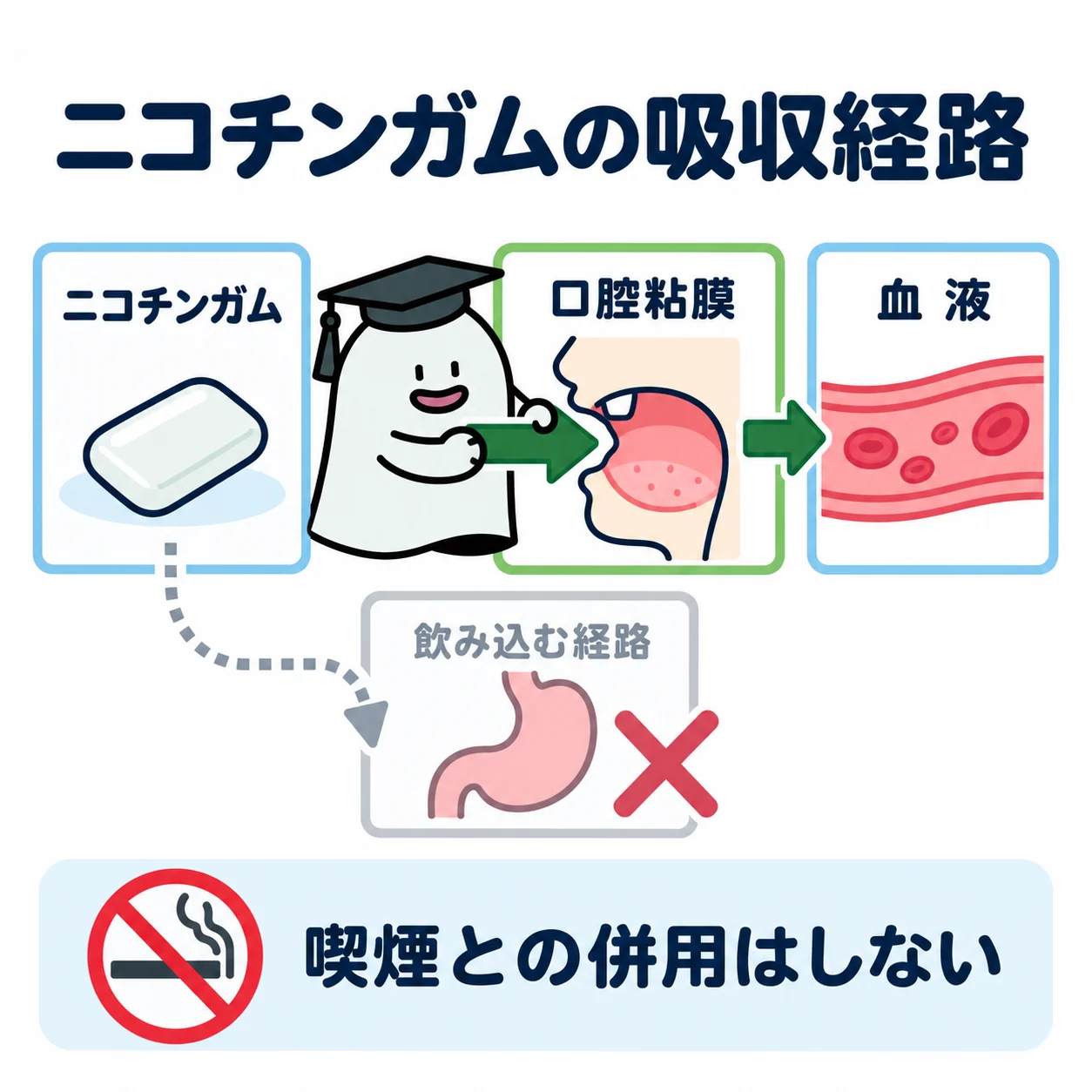 エルくんが口腔粘膜と血流の模型パネルに吸収矢印をはめ、飲み込む経路とは区別する図。