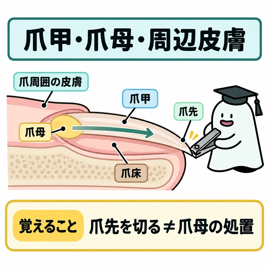 爪甲・爪母・周辺皮膚の図解。指先を左が根元、右が爪先の断面図にする。上に爪甲、その下に爪床、左端の皮膚の内側に爪母を置き、爪母から爪先へ伸びる向きを矢印で示す。