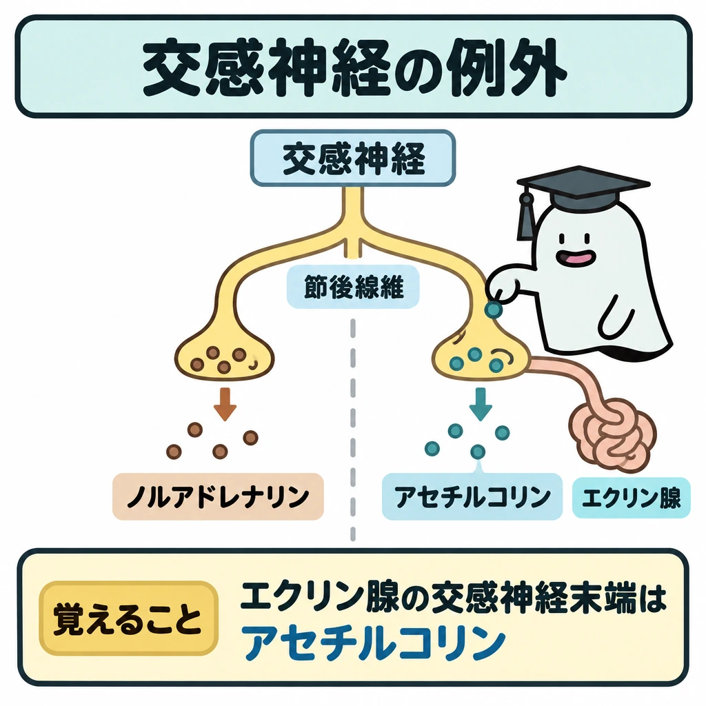 中枢・末梢と自律神経の図解。中央の交感神経の節後線維を左右に分け、左は通常の末端からノルアドレナリンが出る図、右はエクリン腺につながる末端からアセチルコリンが出る図にする。左右を仕切り、どちらも末端から放出物質へ短い矢印を向ける。