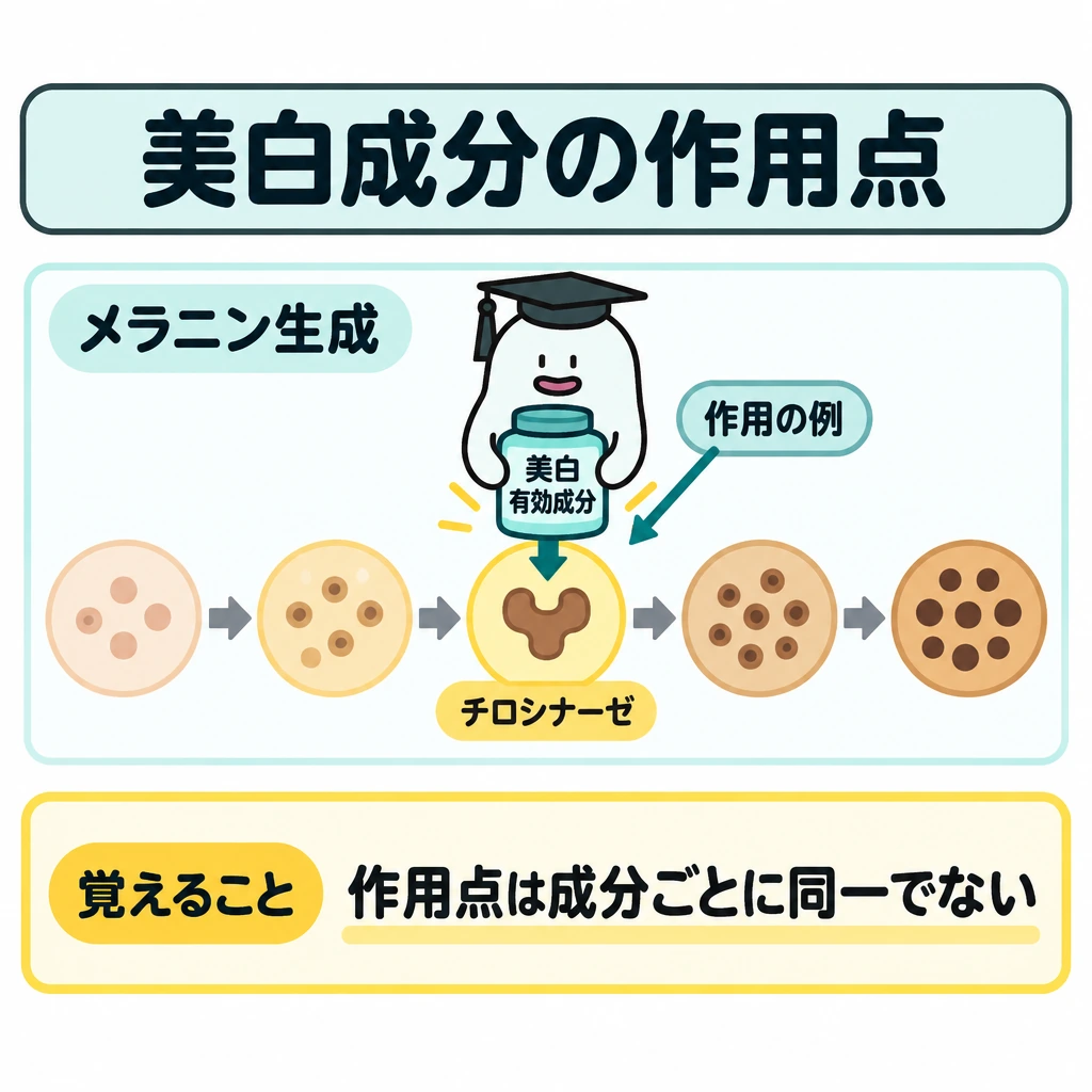 基本の仕組みの図解。中央にメラニン生成過程を左から右への矢印と複数の段階で描く。チロシナーゼの働きへの作用は一例として一つの段階にだけ示し、ほかの段階とは仕切って区別する。