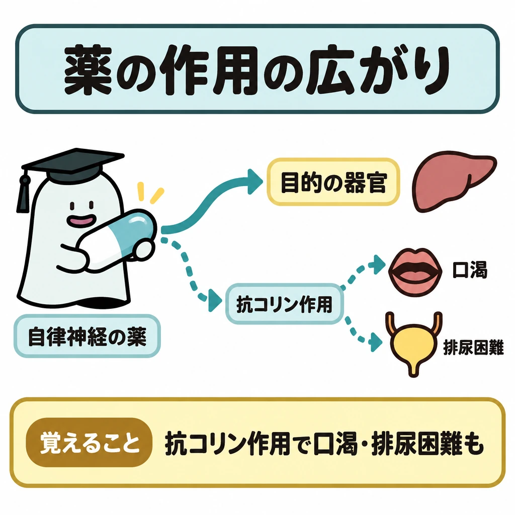 基本の仕組みの図解。左の薬から右へ矢印を分岐させ、上段は「目的の器官」、下段は「抗コリン作用」を経て口と膀胱につなぐ。下段の矢印は点線にし、目的以外にも影響が及ぶ場合を示す。