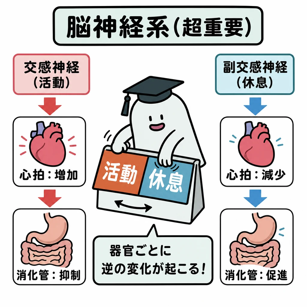 エルくんが説明する図解。交感=活動/副交感=休息の心臓・消化管への作用を対比。