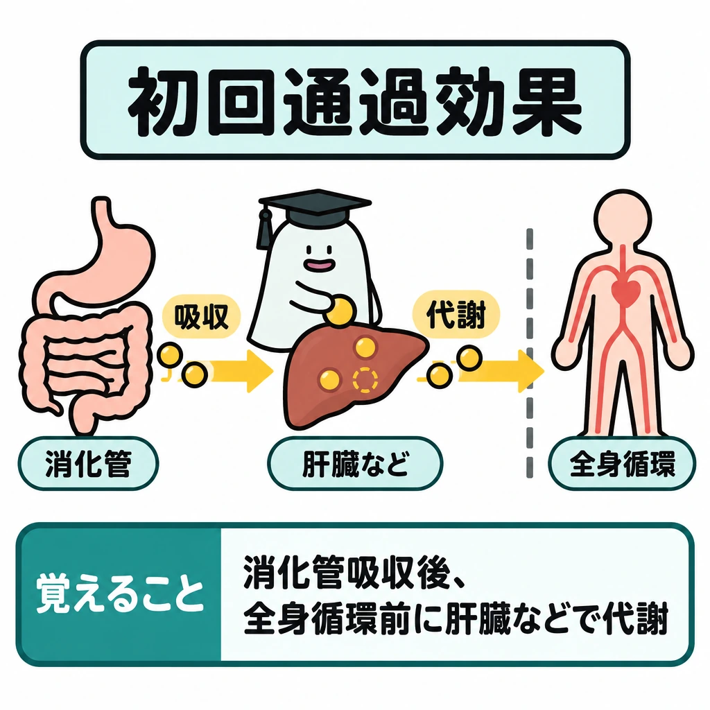 基本の仕組みの図解。左の消化管から中央の肝臓などを経て、右の全身循環へ向かう一本の矢印で示す。全身循環の手前に仕切り線を置き、その前に起こる代謝を強調する。