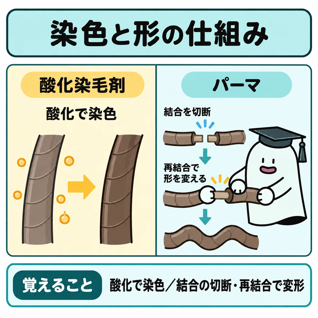 基本の仕組みの図解。正方形を縦線で左右に分け、左は酸化染毛剤による「酸化→染色」を毛髪の色の変化で示す。右はパーマによる「結合を切断→再結合→形が変わる」を一本の毛髪に沿う矢印で示す。