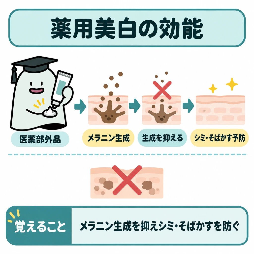 有効成分・作用点・承認効能の図解。中央の薬用美白製品から右へ矢印を伸ばし、「メラニンの生成を抑える」→「シミ・そばかすを防ぐ」の順に配置する。下部は仕切り線で分け、既存のシミを消す効果ではないことを示す。