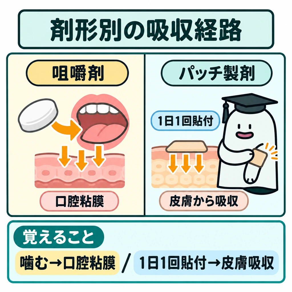 剤形ごとのニコチンの吸収の図解。正方形の画面を細い縦線で左右に分け、左は咀嚼剤を噛む歯と口腔粘膜への矢印、右はパッチを貼る皮膚と皮膚への矢印を描く。同じ画面内の経路比較とし、同時使用の場面にはしない。