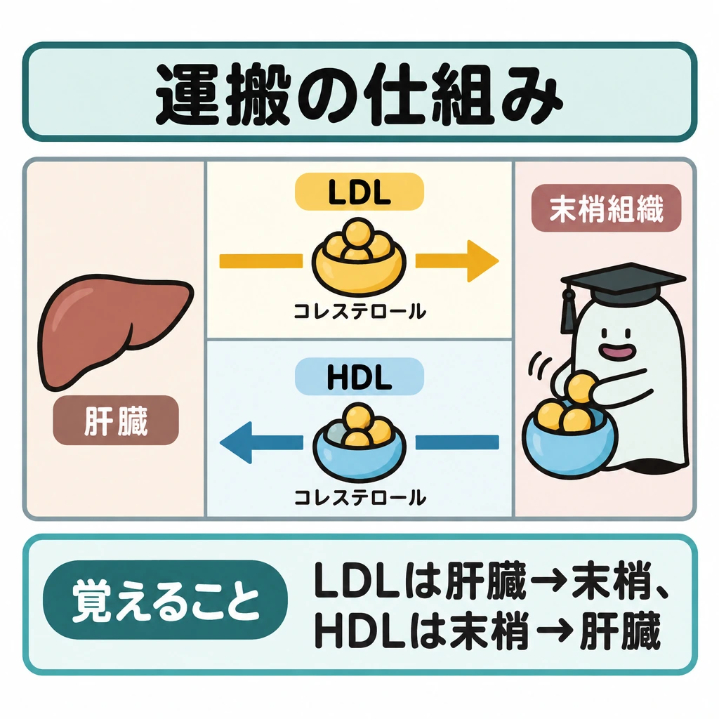 基本の仕組みの図解。正方形の左に肝臓、右に末梢組織を置き、中央を上下2段に仕切る。上段はLDLの矢印を左→右、下段はHDLの矢印を右→左に描き、どちらもコレステロールを運ぶ様子を示す。