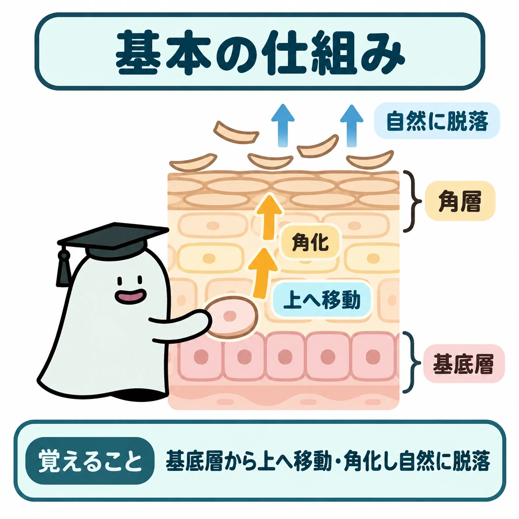 基本の仕組みの図解。中央に表皮の縦断面を1つ描き、水平線で下の基底層と上の角層を分ける。基底層の細胞から上向き矢印で移動と角化を示し、最上面から外向き矢印で自然な脱落を示す。