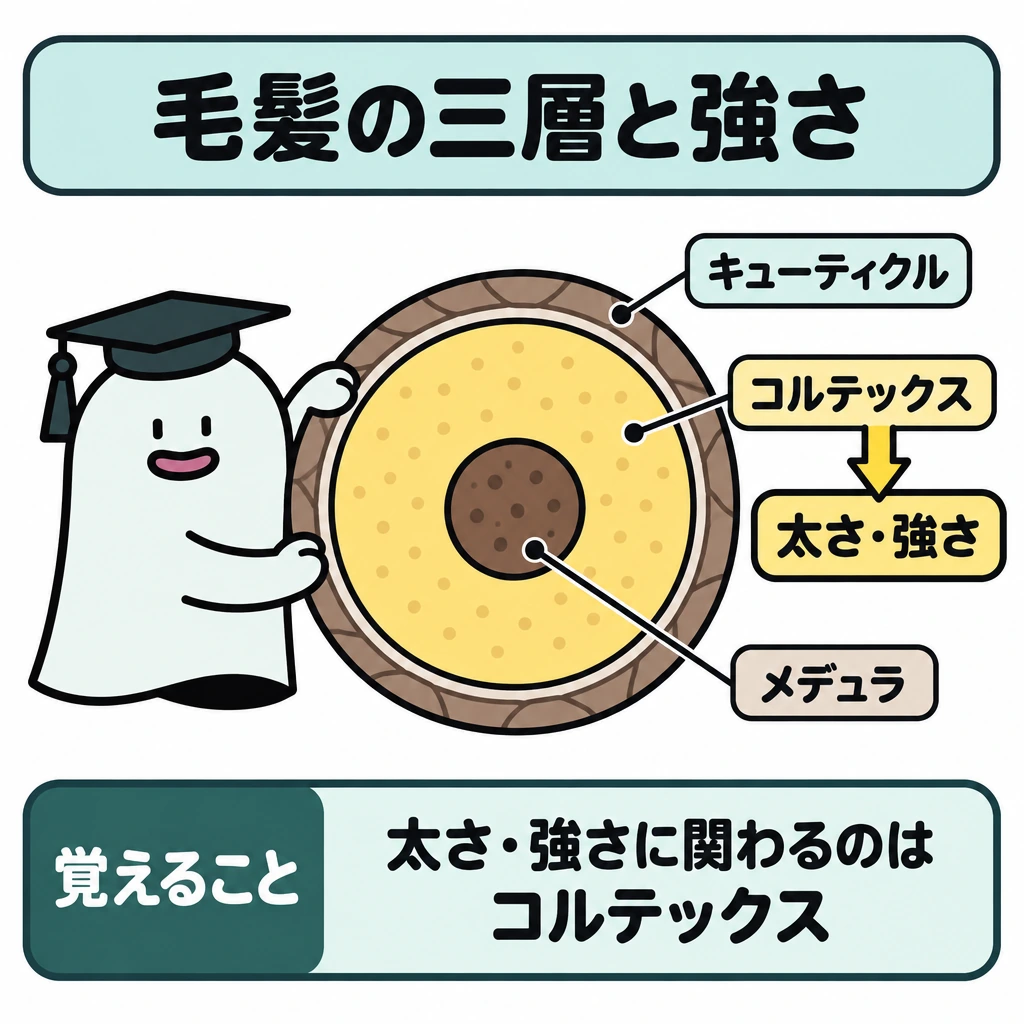三層構造と何が傷むかの図解。中央に毛髪の断面を大きく描き、外側から薄いキューティクル、大部分を占めるコルテックス、中心のメデュラを同心円状に配置する。コルテックスから「太さ・強さ」へ矢印を伸ばす。