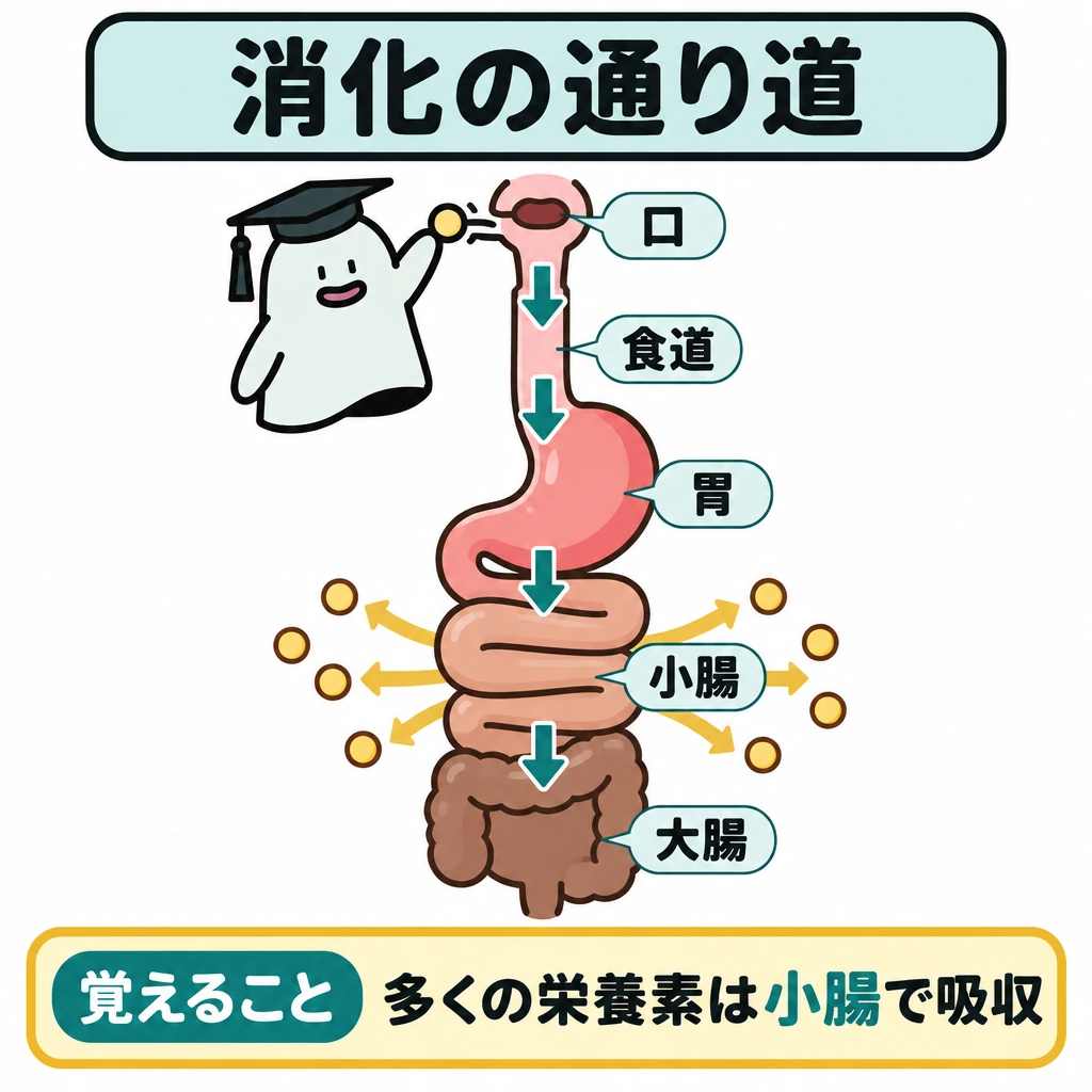 基本の仕組みの図解。中央に1本の消化管を大きく描き、上から「口→食道→胃→小腸→大腸」の順に矢印でつなぐ。小腸から外側へ栄養素を表す粒を描き、そこから吸収されることを強調する。