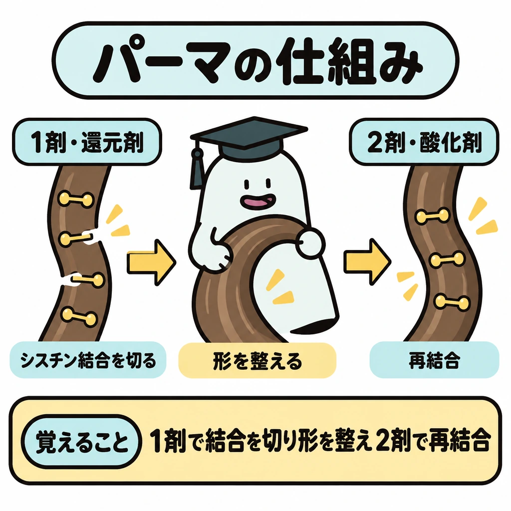 一時・半永久・永久染毛とパーマの図解。中央に1本の毛束を大きく描き、左の「1剤・還元剤」から「シスチン結合を切る」→「形を整える」→右の「2剤・酸化剤」「再結合」へ、矢印で順序を示す。仕切りや別場面は作らず、同じ毛束の処理として見せる。