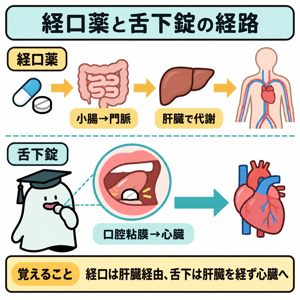 ADMEと剤形・投与経路の図解。画面を上下に仕切り、上段は経口薬が小腸→門脈→肝臓での代謝→全身循環へ進む矢印を描く。下段は舌下錠が口腔粘膜から吸収され、肝臓を経由せず心臓へ至る矢印を描く。